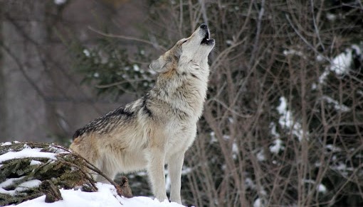 A Casa di Fra' Lupo: Wolf Howling, etologia e vita dei Lupi nel Parco Nazionale delle Foreste Casentinesi 